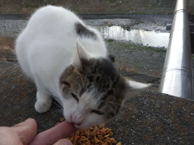 f:id:handpanshoman:20201220184701j:plain