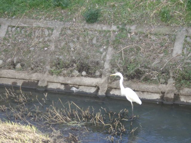 f:id:handpanshoman:20201220184842j:plain