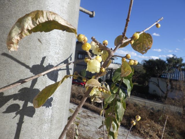 f:id:handpanshoman:20201231174911j:plain