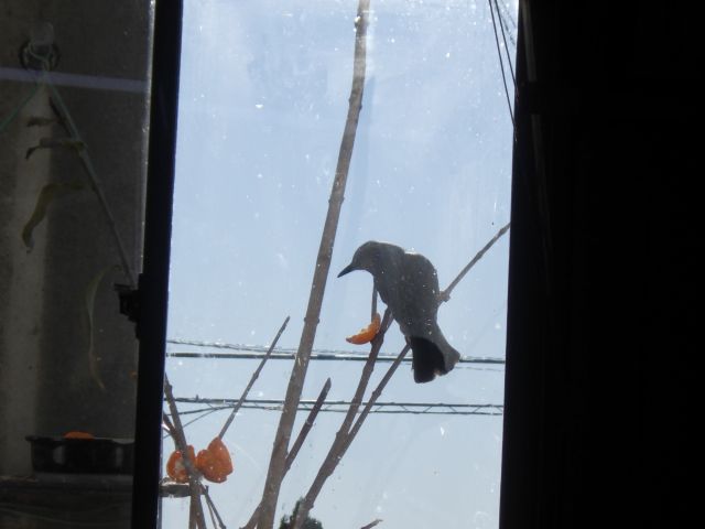 f:id:handpanshoman:20201231174937j:plain