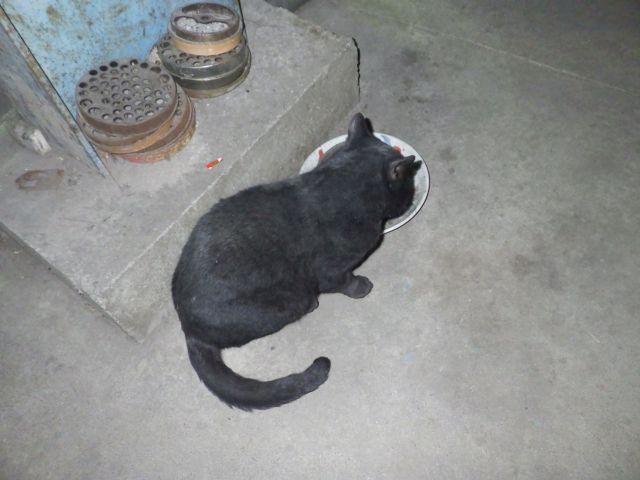 f:id:handpanshoman:20201231175645j:plain
