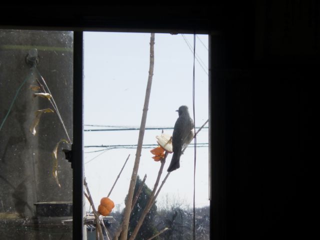 f:id:handpanshoman:20210107182826j:plain