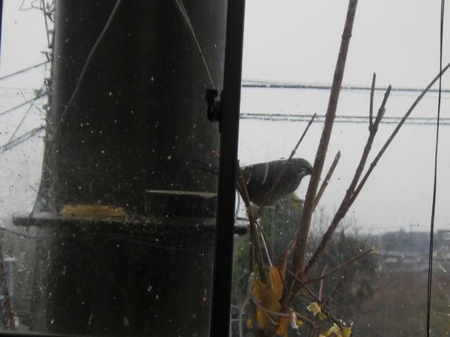 f:id:handpanshoman:20210124184553j:plain