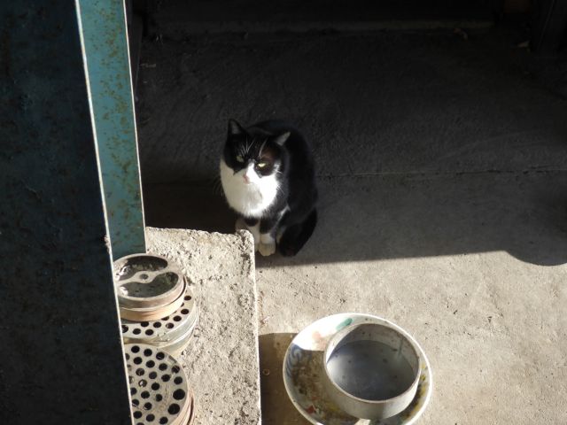 f:id:handpanshoman:20210125183530j:plain