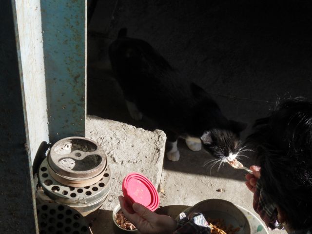 f:id:handpanshoman:20210209181239j:plain
