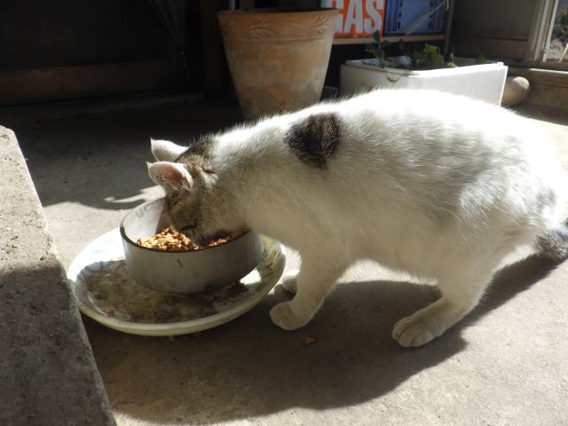 f:id:handpanshoman:20210316183737j:plain