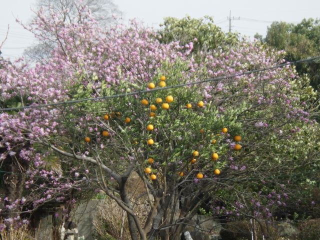 f:id:handpanshoman:20210317193223j:plain