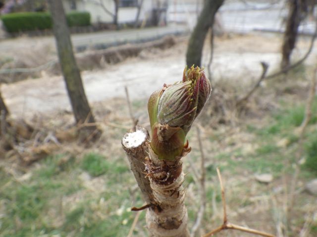 f:id:handpanshoman:20210320184841j:plain