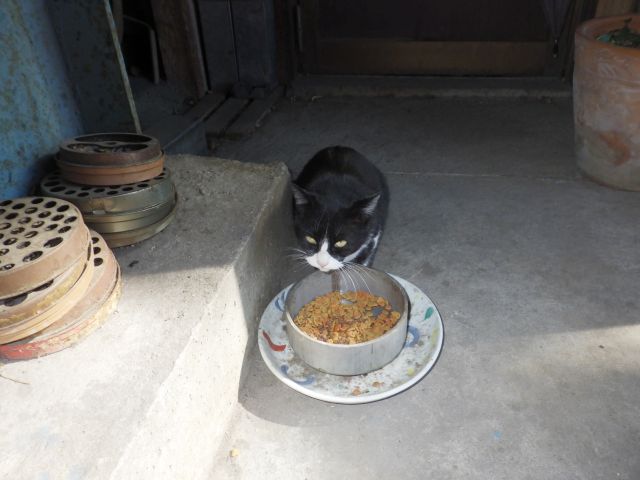 f:id:handpanshoman:20210323184955j:plain