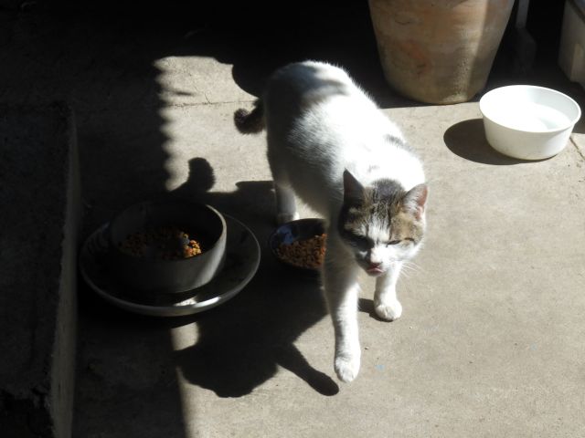 f:id:handpanshoman:20210323185017j:plain