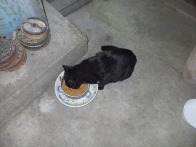 f:id:handpanshoman:20210323185036j:plain