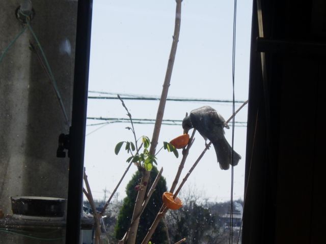 f:id:handpanshoman:20210323185221j:plain