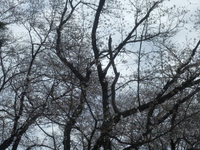 f:id:handpanshoman:20210326192940j:plain