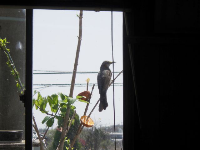 f:id:handpanshoman:20210331191150j:plain