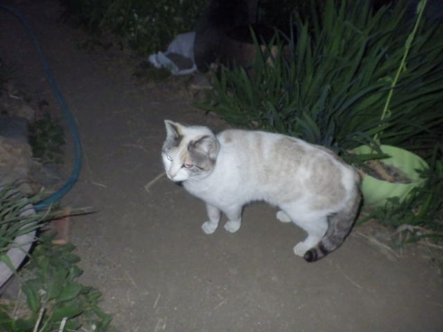 f:id:handpanshoman:20210416194324j:plain
