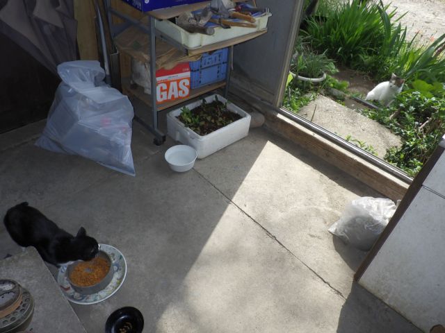 f:id:handpanshoman:20210502190036j:plain