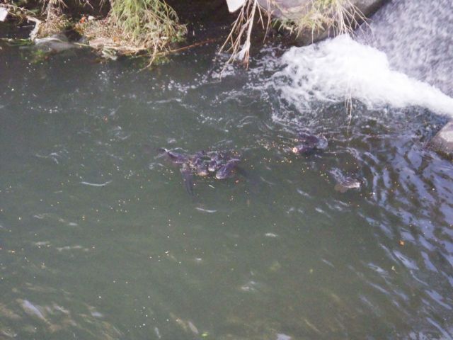 f:id:handpanshoman:20210502190141j:plain