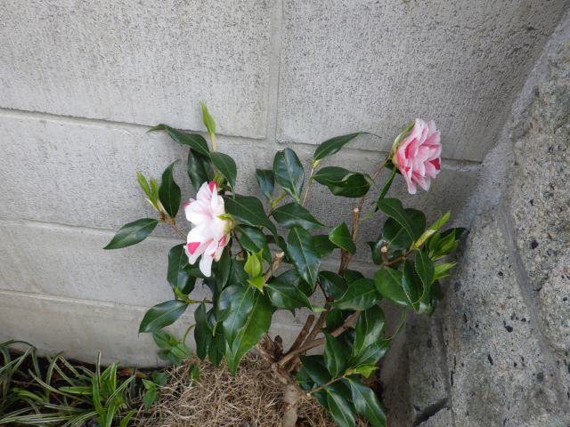 f:id:handpanshoman:20210502190542j:plain