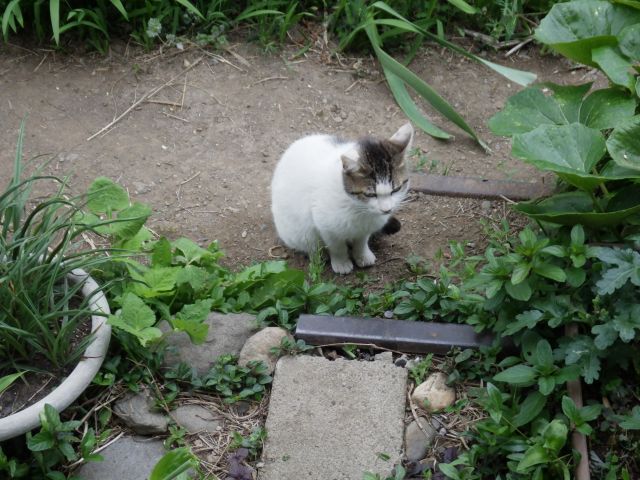 f:id:handpanshoman:20210505184541j:plain