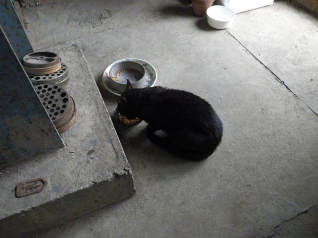 f:id:handpanshoman:20210505184651j:plain