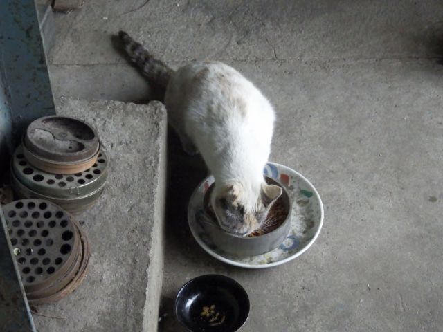 f:id:handpanshoman:20210505184715j:plain