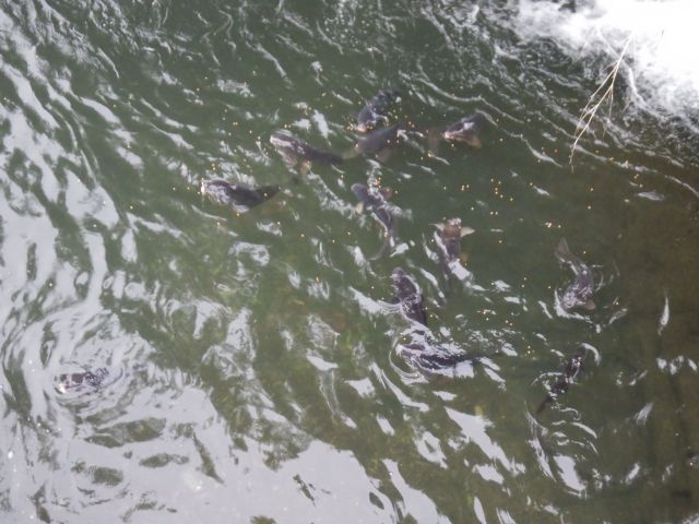 f:id:handpanshoman:20210505184753j:plain