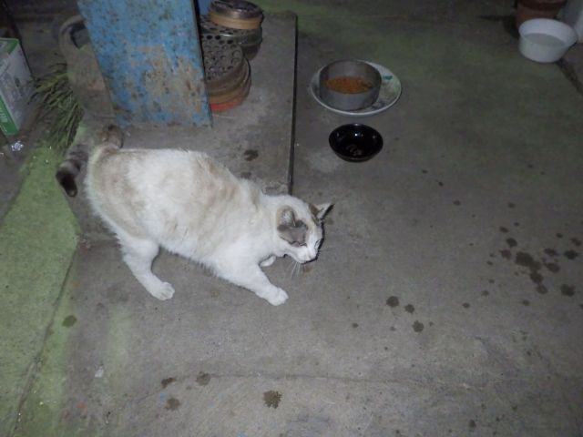 f:id:handpanshoman:20210507193043j:plain