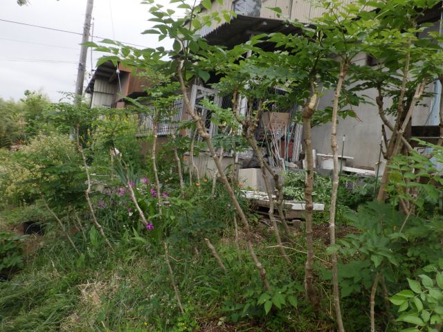 f:id:handpanshoman:20210507193444j:plain