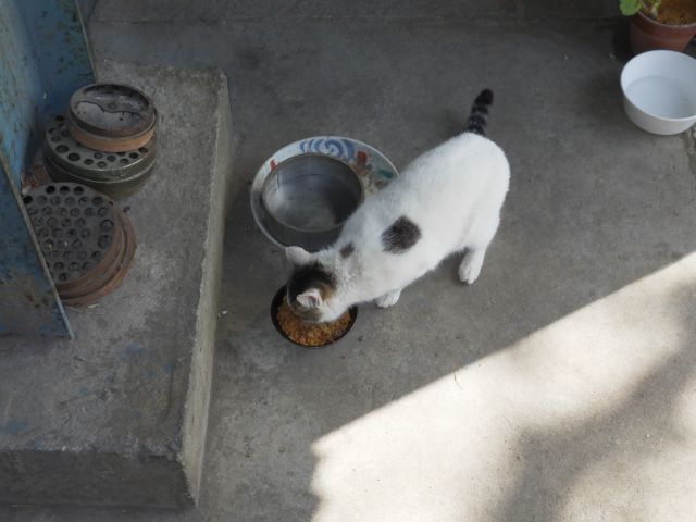 f:id:handpanshoman:20210508190724j:plain