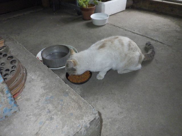 f:id:handpanshoman:20210508190746j:plain