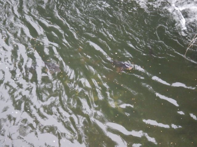 f:id:handpanshoman:20210508190937j:plain