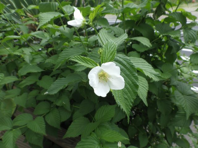 f:id:handpanshoman:20210508191204j:plain