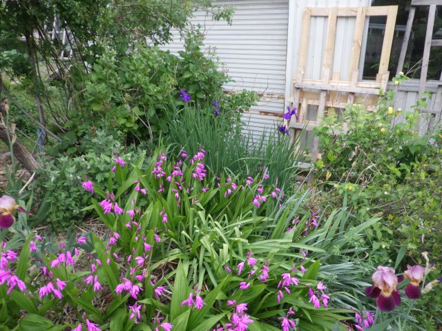 f:id:handpanshoman:20210508191257j:plain