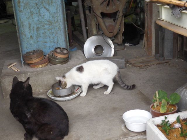 f:id:handpanshoman:20210520192501j:plain