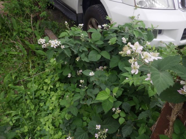 f:id:handpanshoman:20210526190253j:plain