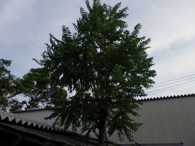 f:id:handpanshoman:20210611184540j:plain