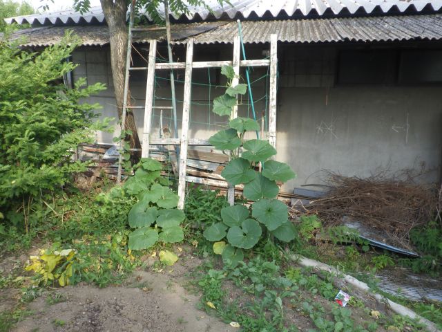 f:id:handpanshoman:20210611184802j:plain