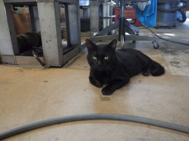 f:id:handpanshoman:20210801175412j:plain