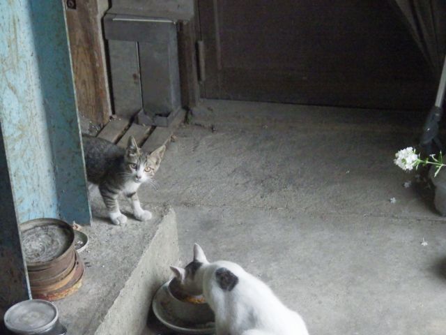 f:id:handpanshoman:20210801175502j:plain