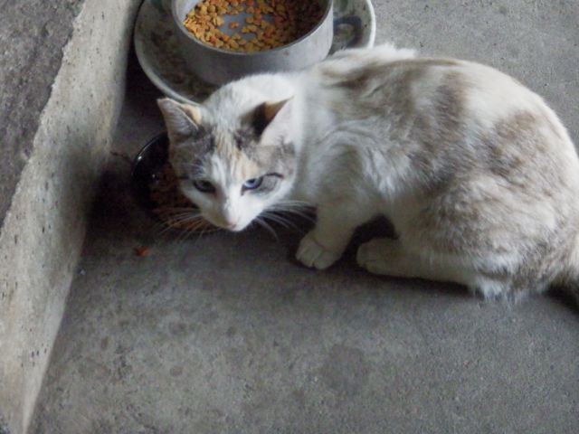 f:id:handpanshoman:20210801175530j:plain