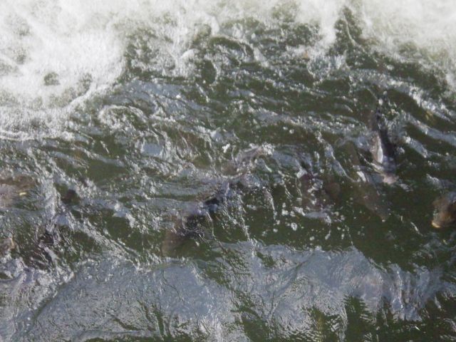 f:id:handpanshoman:20210801175643j:plain