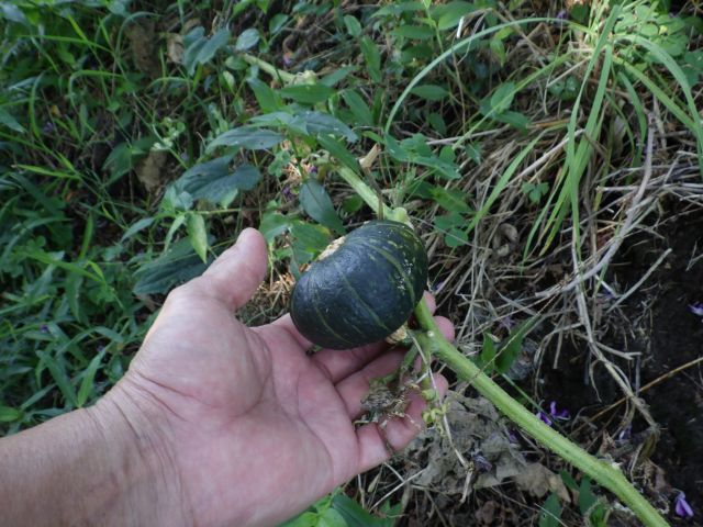 f:id:handpanshoman:20210801175825j:plain