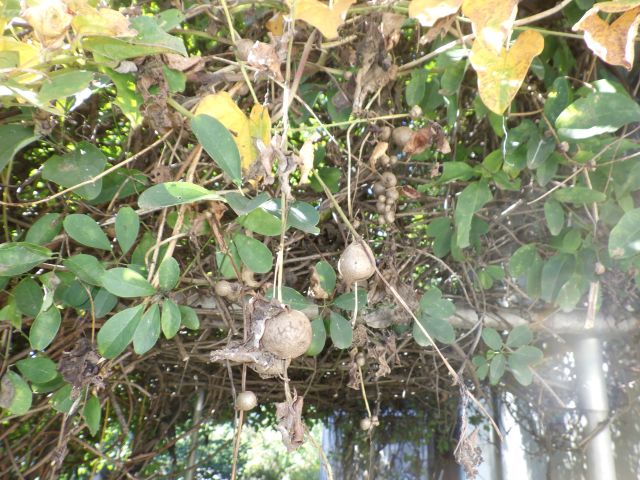 f:id:handpanshoman:20211003180326j:plain
