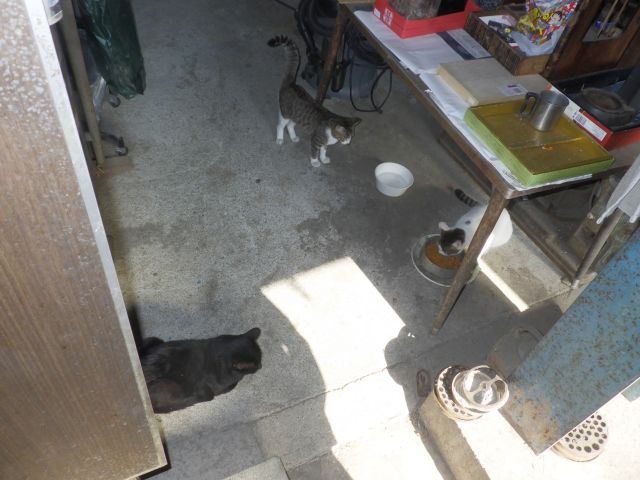 f:id:handpanshoman:20211004191051j:plain