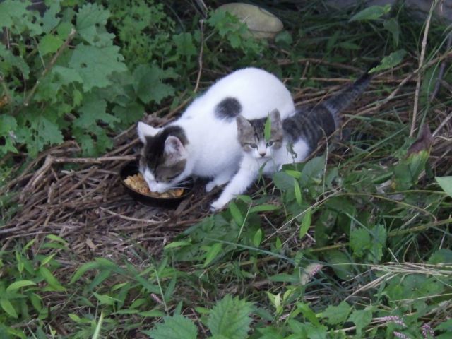 f:id:handpanshoman:20211004191144j:plain