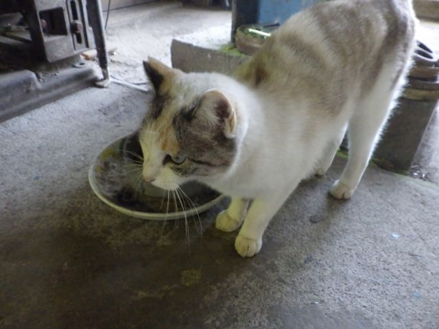 f:id:handpanshoman:20211004191224j:plain