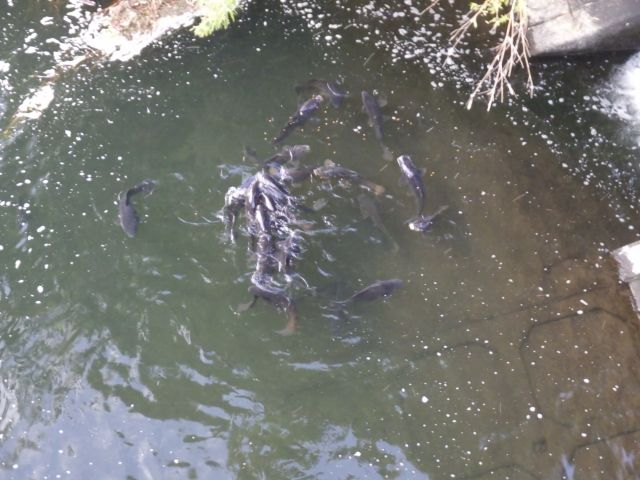 f:id:handpanshoman:20211004191432j:plain