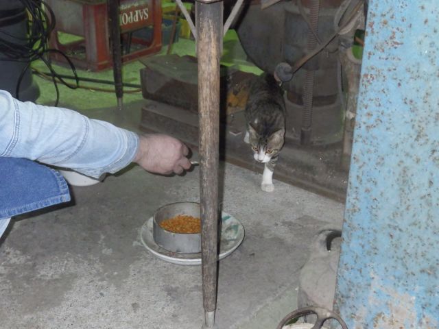 f:id:handpanshoman:20211005192053j:plain