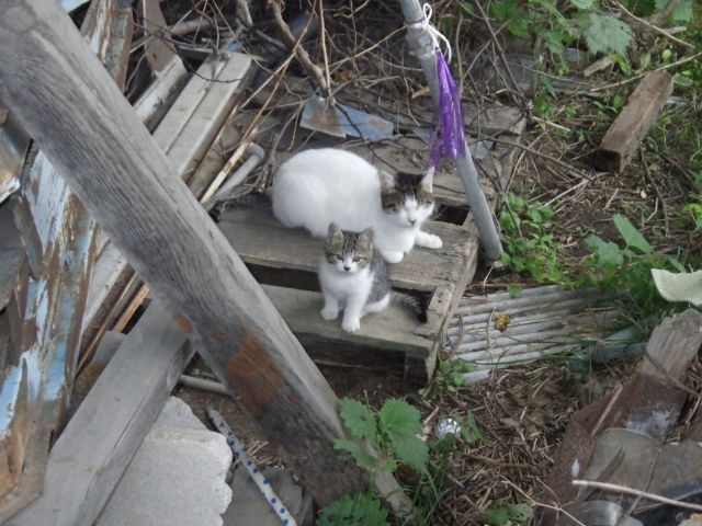 f:id:handpanshoman:20211012191108j:plain