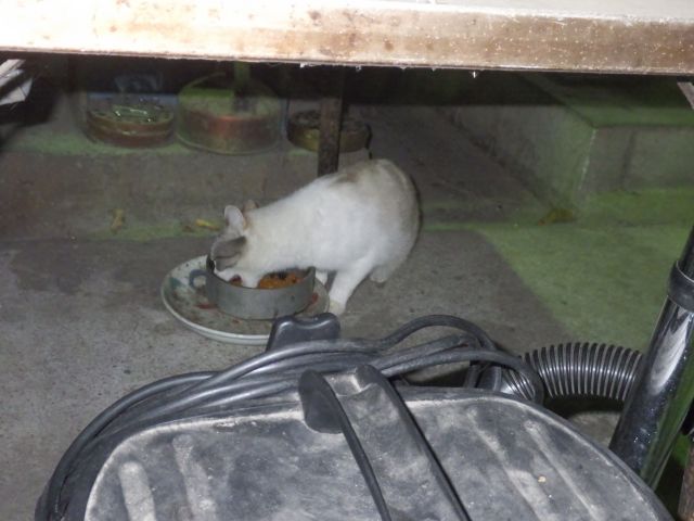 f:id:handpanshoman:20211012191320j:plain